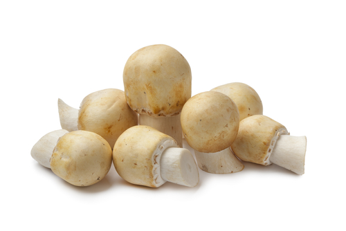 akkerchampignons / kgr